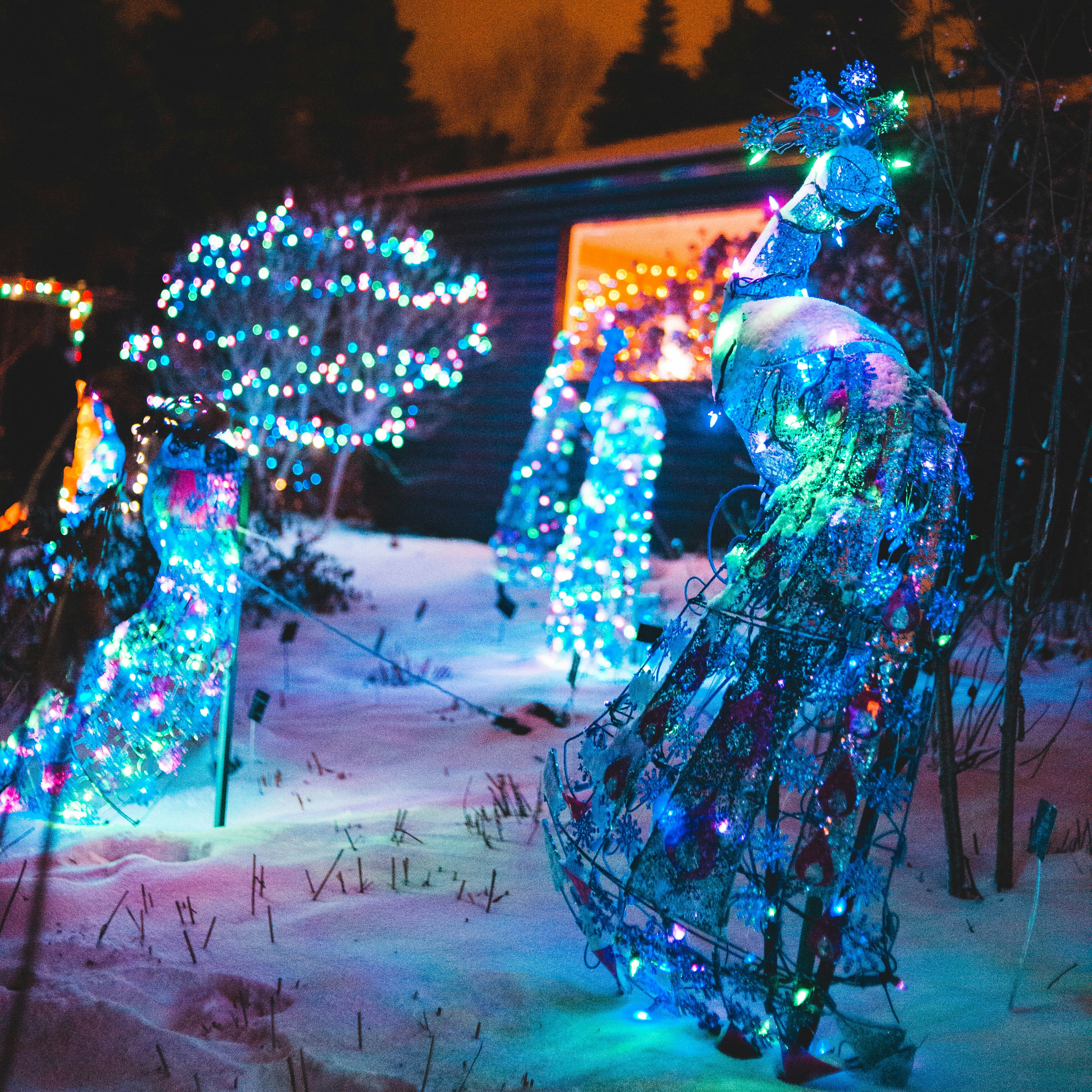 turned-on string lights on peacock outdoor ornament at night